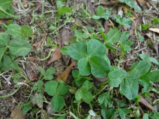 DSC03205.jpg