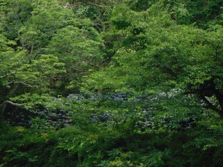 DSCF5537.jpg