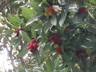 DSCF7415.jpg