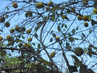 DSCF8245.jpg