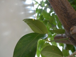 DSCN0050.jpg