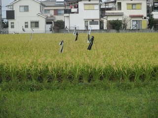 IMG_4768.jpg