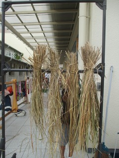 IMG_5255.jpg