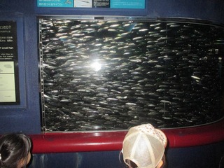 IMG_6042.jpg
