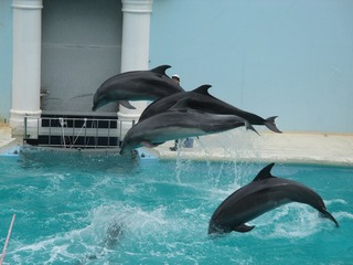 IMG_8811.jpg