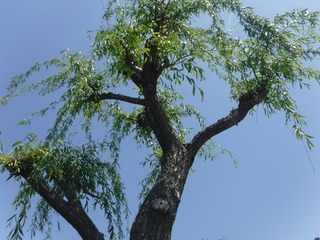 s-DSCF1728.jpg