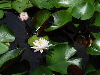 s-DSCF4622.jpg