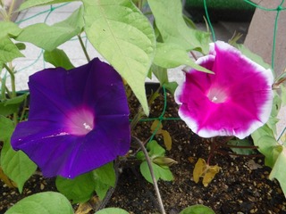 s-DSCF4632.jpg