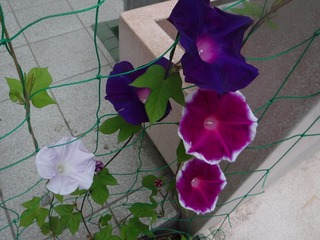 s-DSCF5094.jpg