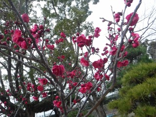 s-DSCF6152.jpg