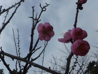 s-DSCF6154.jpg